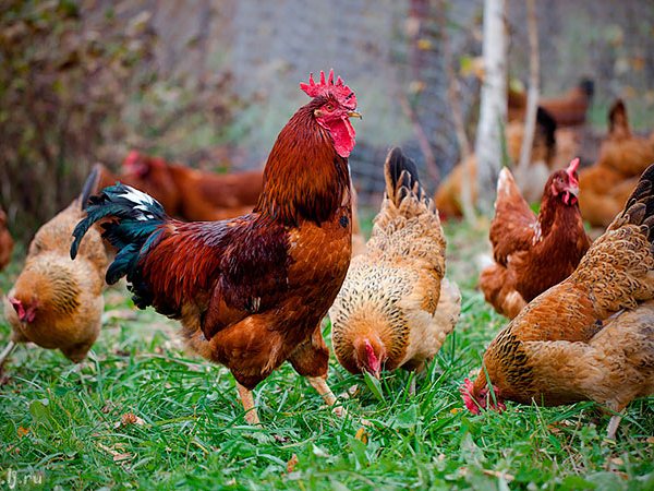 Породы куриц | ЗооТом - продажа, вязка и услуги для животных в Ярцево