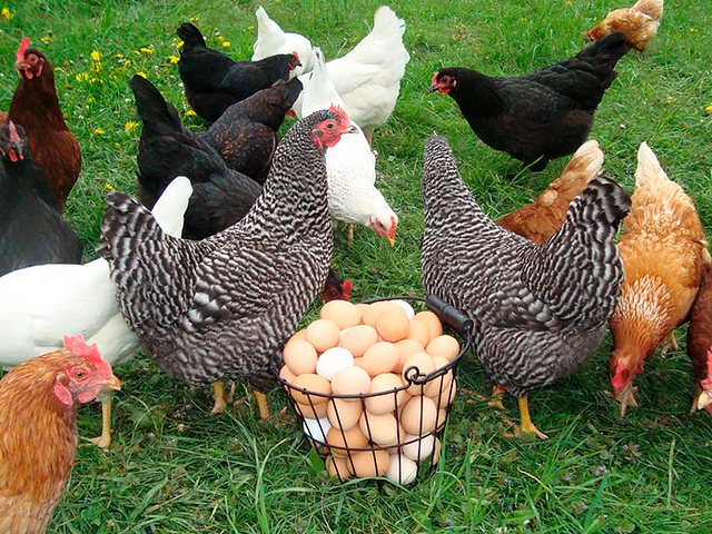 Содержание кур и уход за ними | ЗооТом - продажа, вязка и услуги для животных в Ярцево