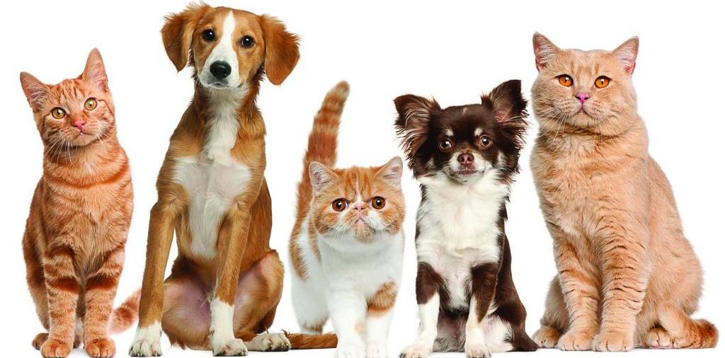 Доска объявлений о животных | ЗооТом - продажа, вязка и услуги для животных в Ярцево