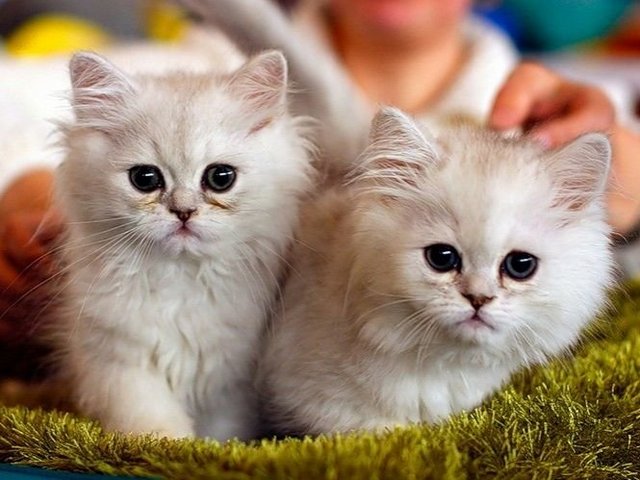 Породы кошек в Ярцево | ЗооТом портал о животных