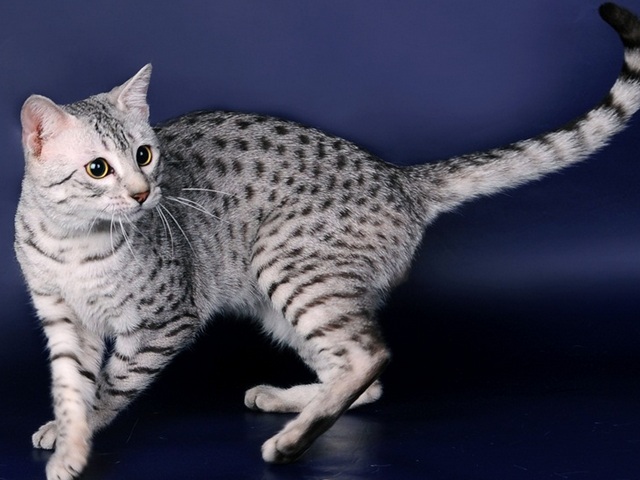 Породы кошек в Ярцево | ЗооТом портал о животных