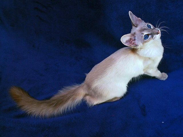 Выведенные породы кошек в Ярцево | ЗооТом портал о животных