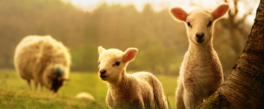 Объявления о сельскохозяйственных животных | ЗооТом - продажа, вязка и услуги для животных в Ярцево