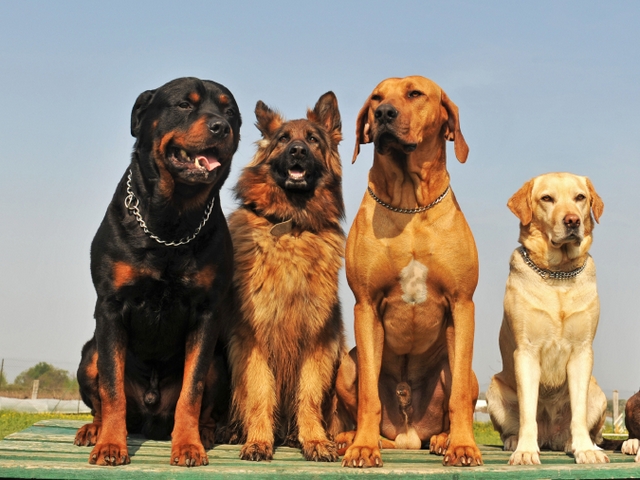 Крупные породы собак в Ярцево | ЗооТом портал о животных
