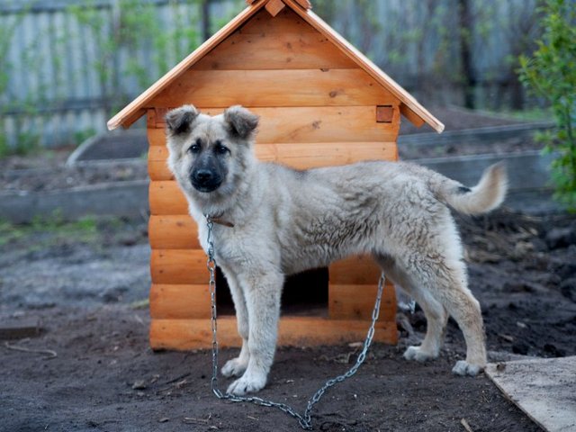 Все о собаках в Ярцево